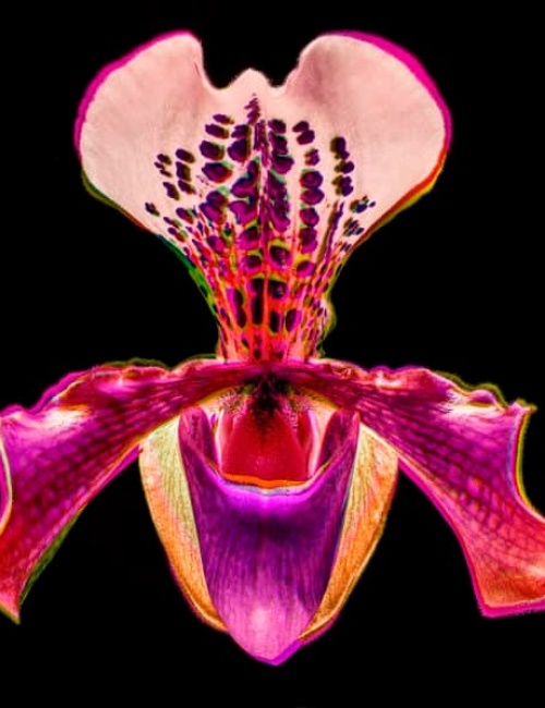 Orchid 4