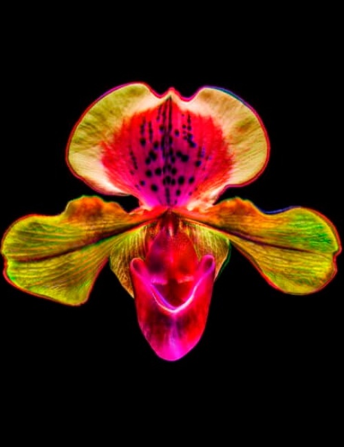 Orchid 3