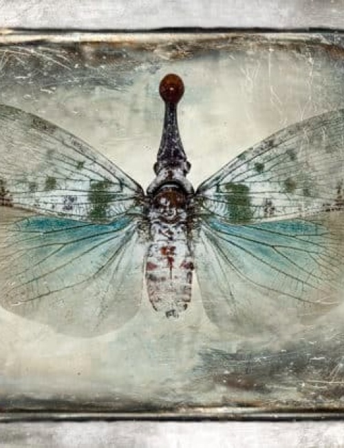 Butterfly 4