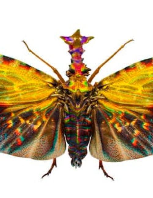 Butterfly 5