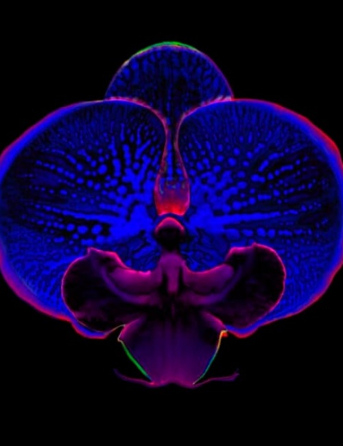 Orchid 9