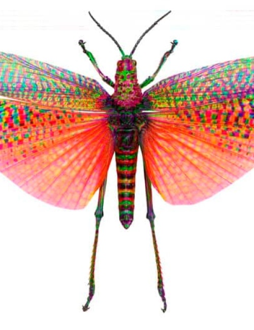 Butterfly 3