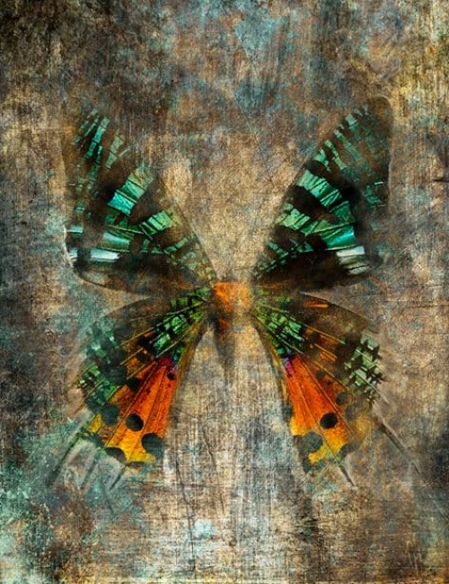 Butterfly 1