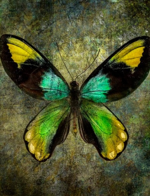 Butterfly 2