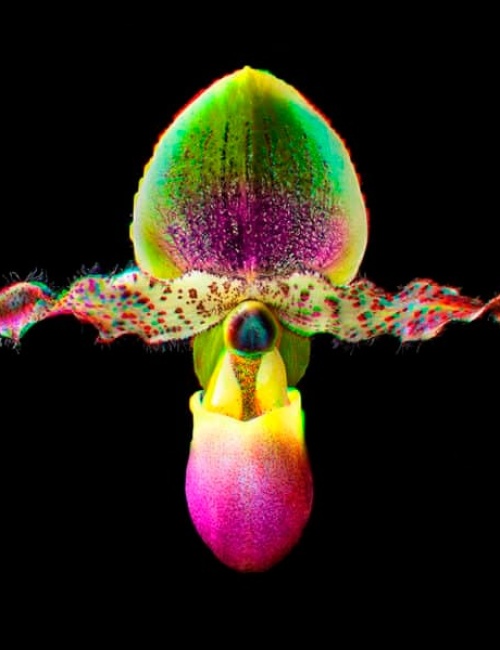 Orchid